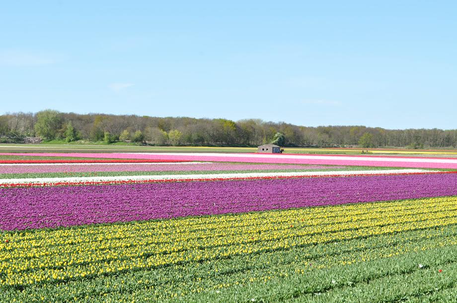 La invasión de los tulipanes a Holanda |Fotografía: Glenda Galarza