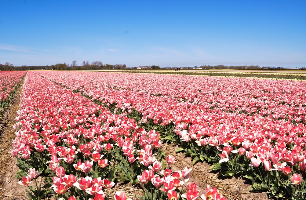 El poder de los tulipanes que tiene hipnotiza a todo el que llega a los campos de Holanda. |Fotografía: Glenda Galarza