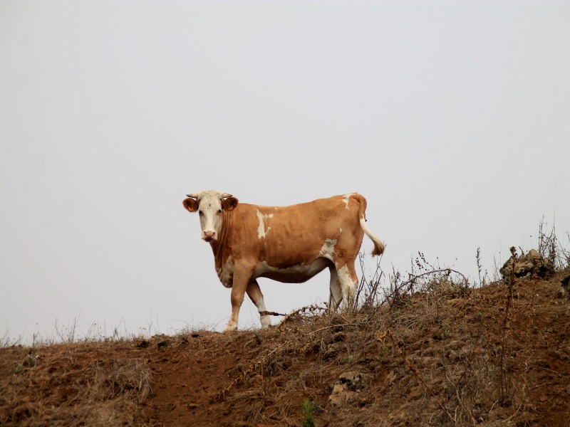 Las vacas vacas de la Meseta del Nisdafe llevan dos patas atadas para que puedan caminar sin saltar los muros de otras propiedades. |Fotografía: Virginia Martínez
