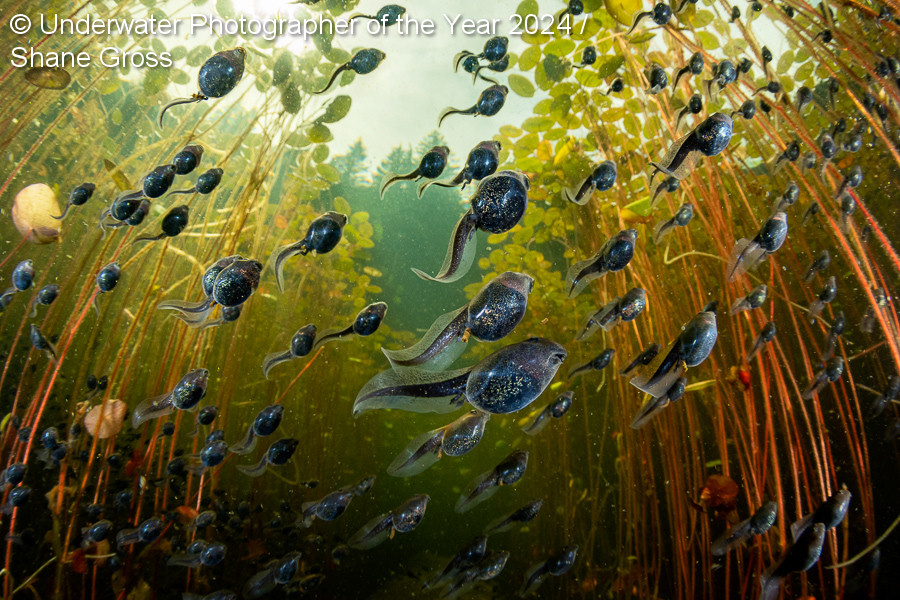Renacuajos de sapo occidental (Anaxyrus boreas) entre nenúfares en un lago en la isla de Vancouver, Columbia Británica, Canadá por Alessio Romero | UPY2024
