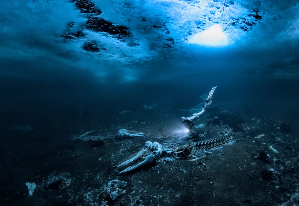 Alex Dawson ha sido nombrado Fotógrafo Subacuático del Año 2024, Las mejores fotos submarinas de naturaleza en 2024