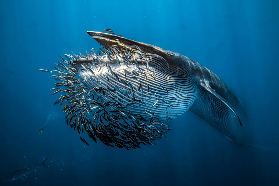 Desde Bahía de Magdalena, en la Península de Baja California, México por Rafael Fernández Caballero. Las mejores fotos submarinas de naturaleza en 2024 
